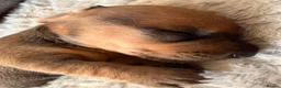 Dachshund dogs for sale: Beautiful Standard Dachshund Puppies  in Tadley - Advert 2