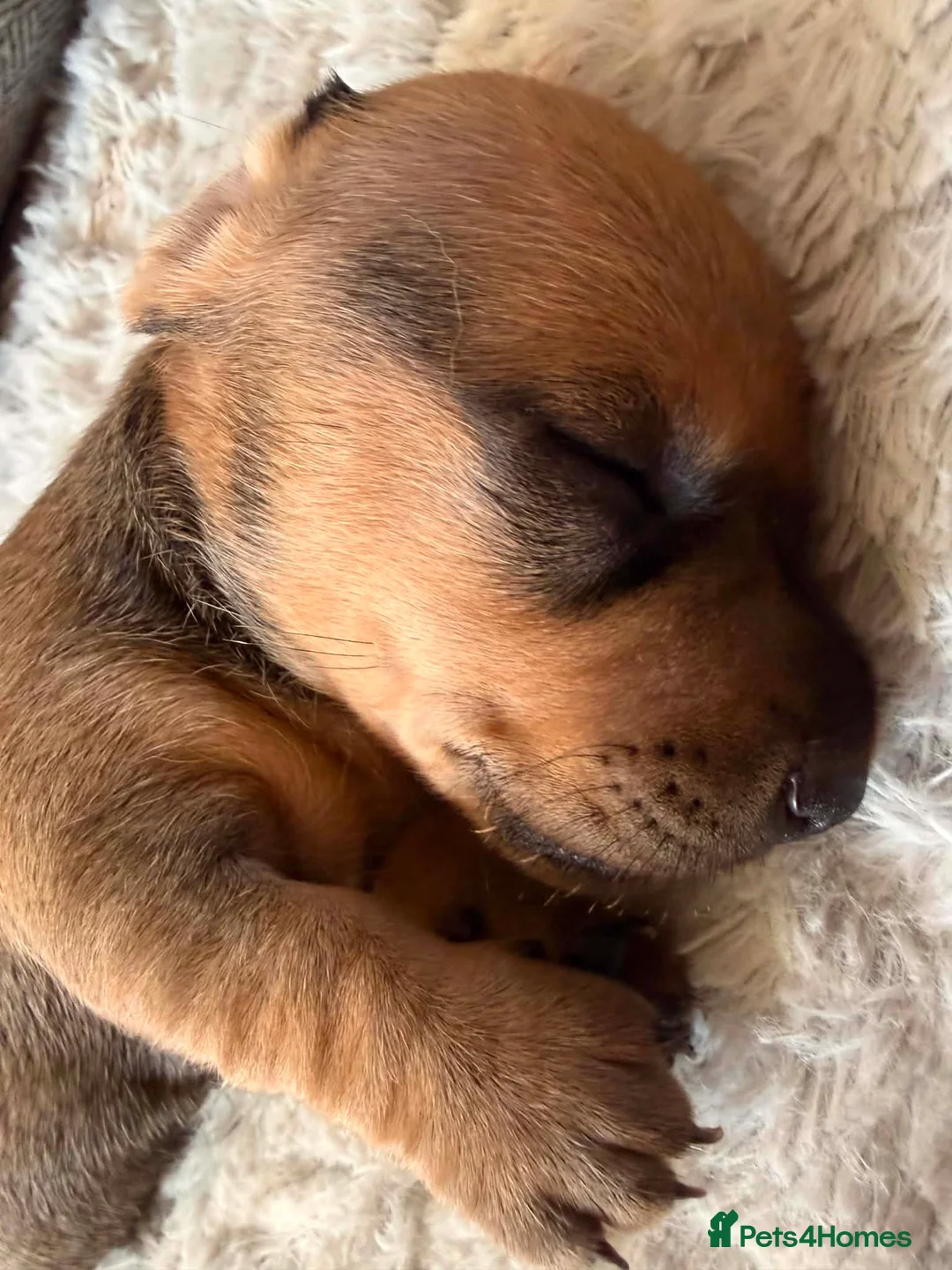 Dachshund dogs for sale: Beautiful Standard Dachshund Puppies  in Tadley - Advert 2