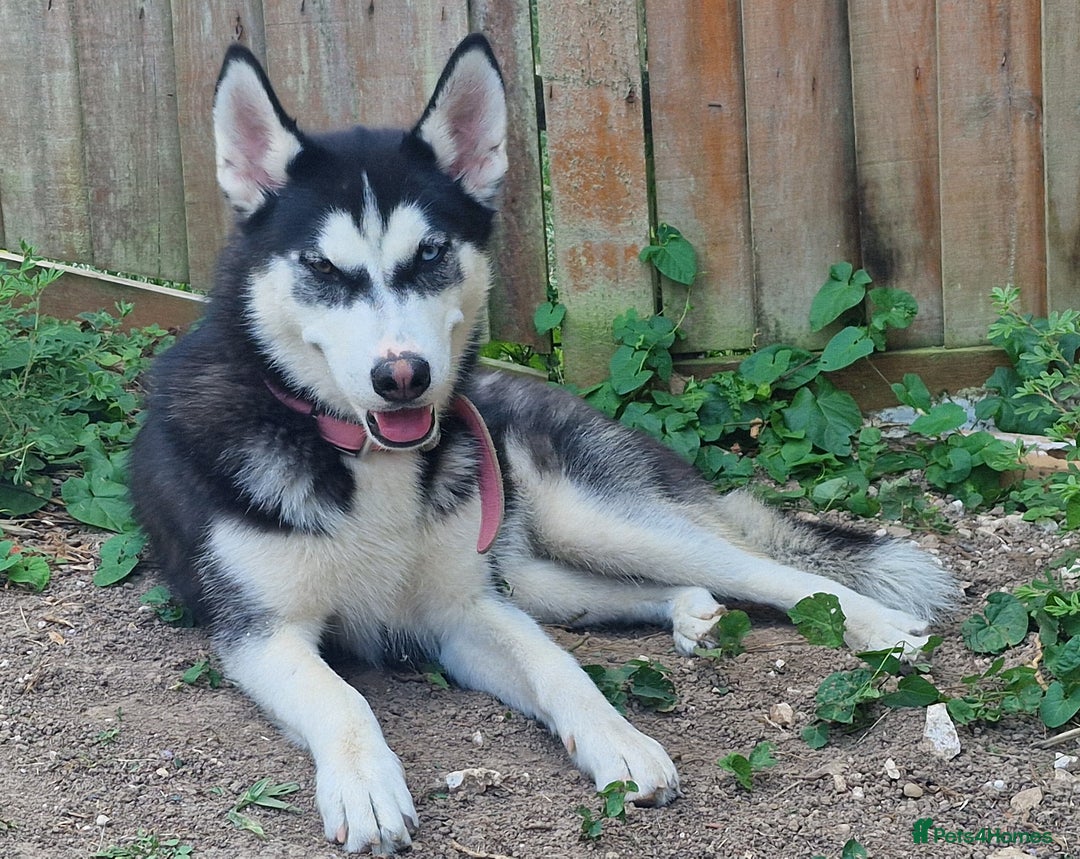 Siberian Husky dogs for sale: 1 year old husky in need of rehome  - Image 3