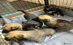 Shepsky dogs for sale: Shepsky - Image 13