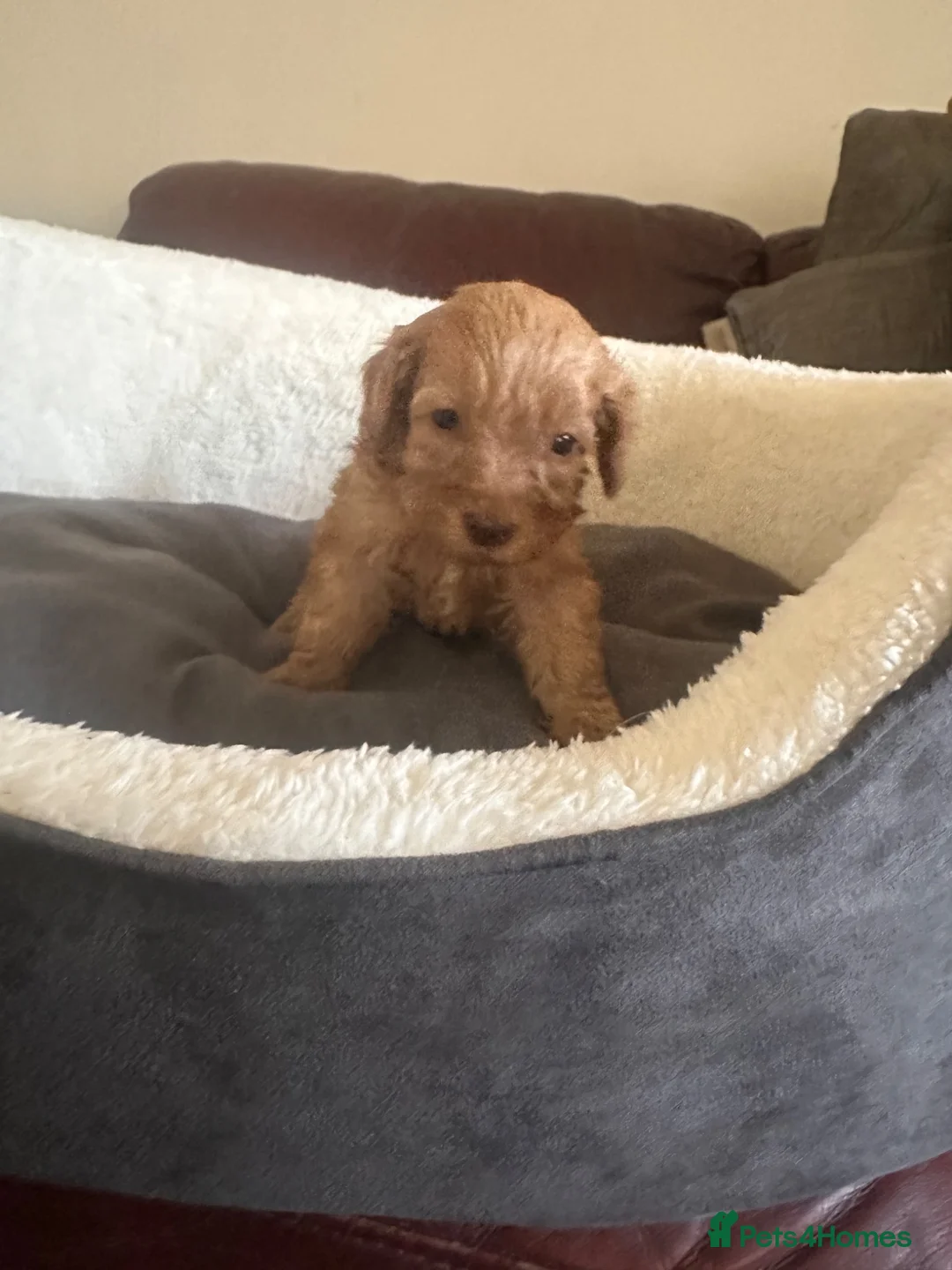 Cockapoo dogs for sale: F2 cockapoo puppies  - Advert 2