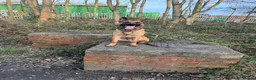 Mixed Breed dogs for sale: Belgian Malinois x czech shepherd  in Durham - Advert 3