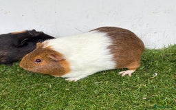 Guinea Pig rodents for sale: Female baby guinea pigs  - Image 8