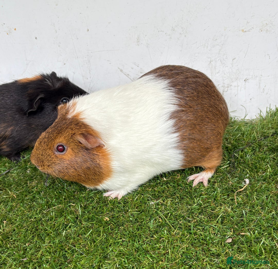 Guinea Pig rodents for sale: Female baby guinea pigs  - Image 8