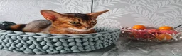 Abyssinian cats for sale: 🎖🏆🏅last 2 Abyssinian kittens  - Advert 20