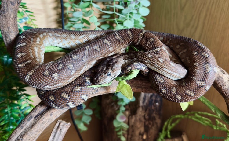 Python Snake reptiles - Advert 13