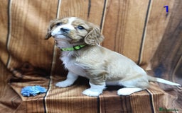 Cavalier King Charles Spaniel dogs for sale: Adorable Cavalier King Charles Spaniel Boys - Advert 4