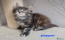 Maine Coon cats for sale: Maine Coon Kittens Tortie/Torbie Russian lines - Image 21