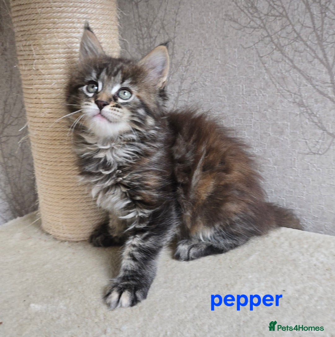 Maine Coon cats for sale: Maine Coon Kittens Tortie/Torbie Russian lines - Image 21