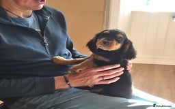 Cocker Spaniel dogs for sale: Kc registered puppies field trial pedigree - Image 2