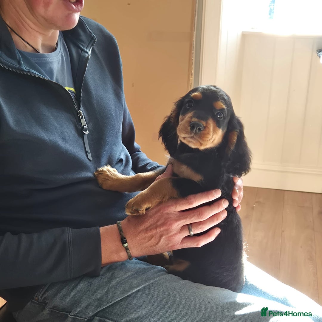 Cocker Spaniel dogs for sale: Kc registered puppies field trial pedigree - Image 2