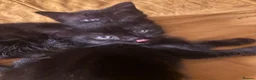 Mixed Breed cats for sale: Kittens  - Advert 18