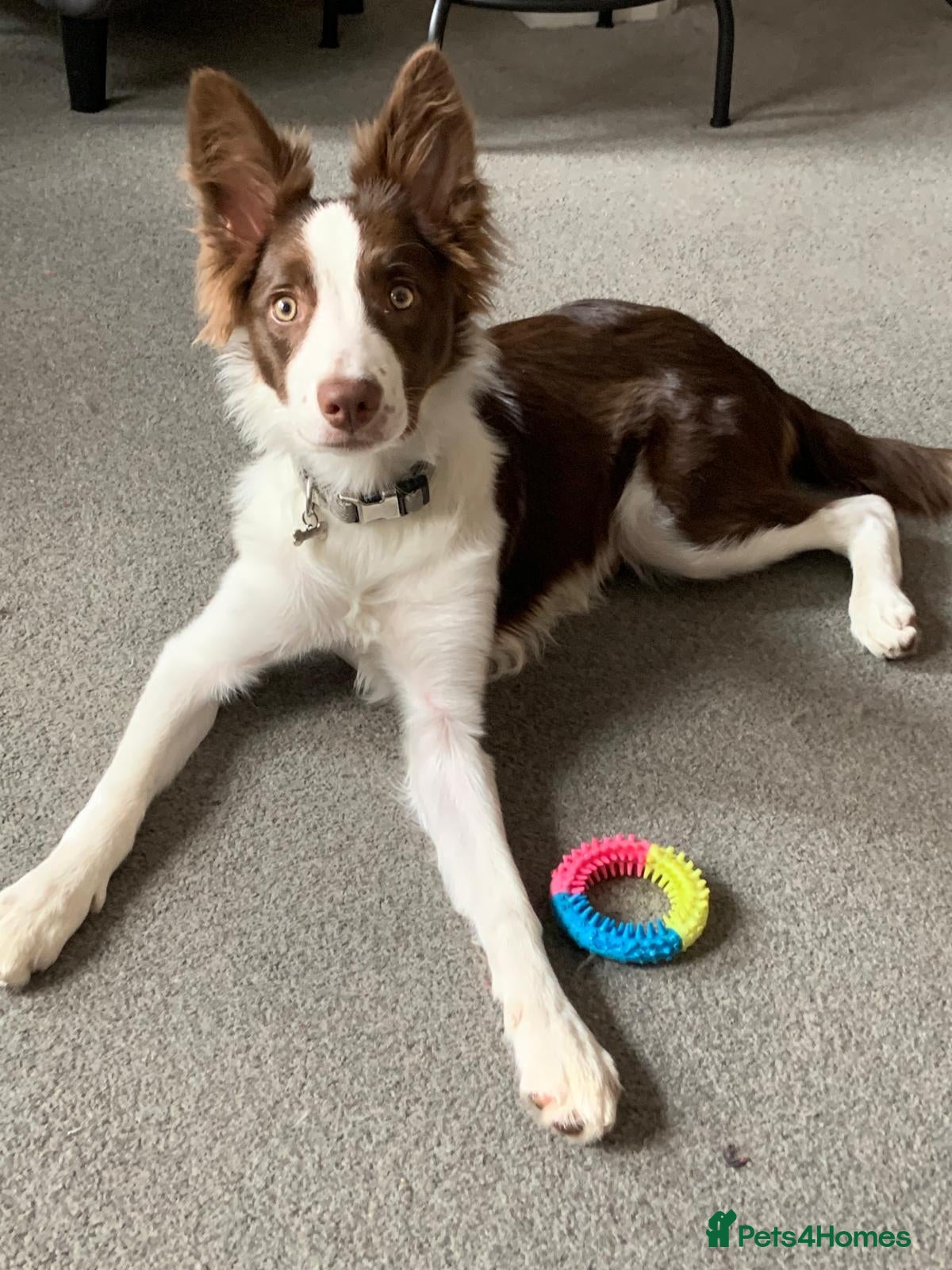 Border Collie dogs Border Collie for Sale - Advert 4