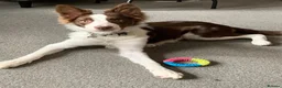 Border Collie dogs for sale: Border Collie for Sale in Sheffield - Advert 1