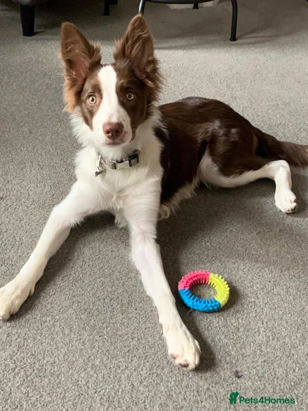 Border Collie dogs for sale: Border Collie for Sale in Sheffield - Advert 1