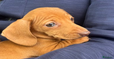 Dachshund dogs - Advert 2