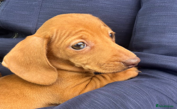 Dachshund dogs - Advert 15