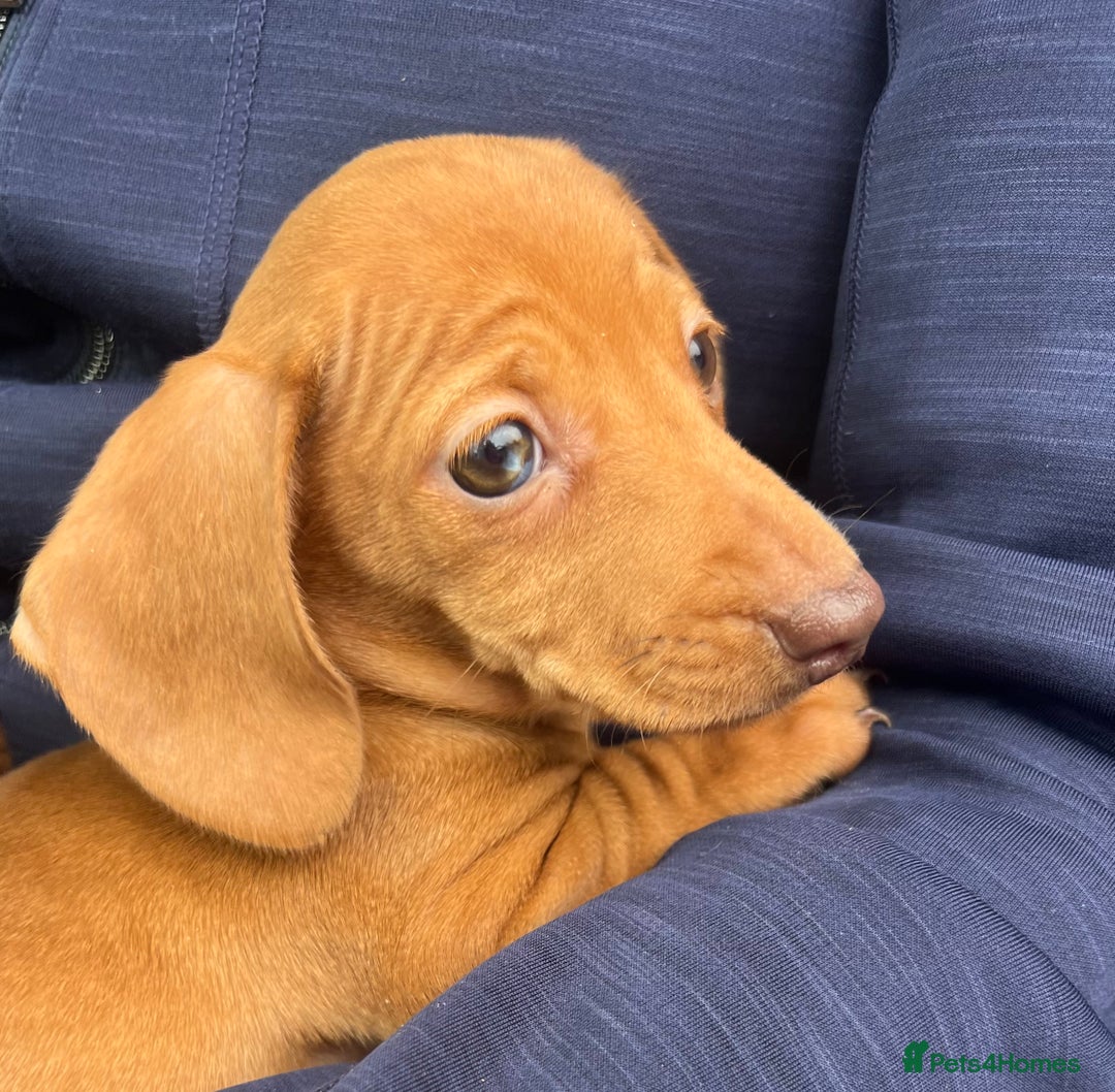 Dachshund dogs for sale: 🐾Little Dachshund Puppies🐾 - Image 2