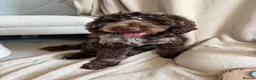 Cockapoo dogs for sale: Barney - Advert 3