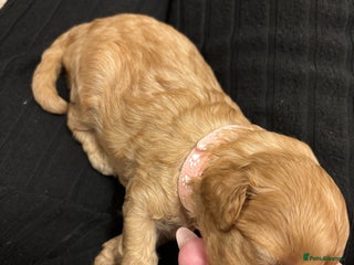 Cavapoo dogs - Advert 2