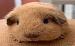 Guinea Pig rodents for sale: Cali Choc Point Buff & Swiss Cali marked Boars - Image 7