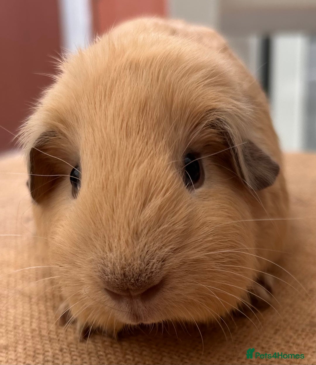 Guinea Pig rodents for sale: Cali Choc Point Buff & Swiss Cali marked Boars - Image 7