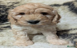 Cockapoo dogs for sale: Beautiful F1 Cockapoo puppies DNA clear - Image 12