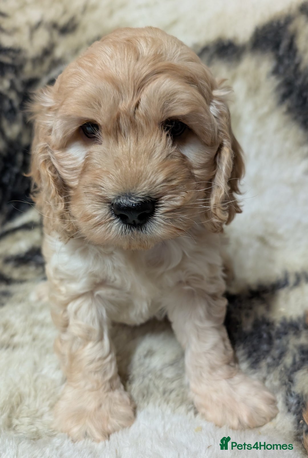 Cockapoo dogs for sale: Beautiful F1 Cockapoo puppies DNA clear - Image 12