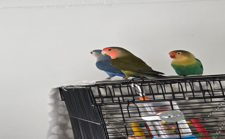 Lovebirds birds - Advert 1