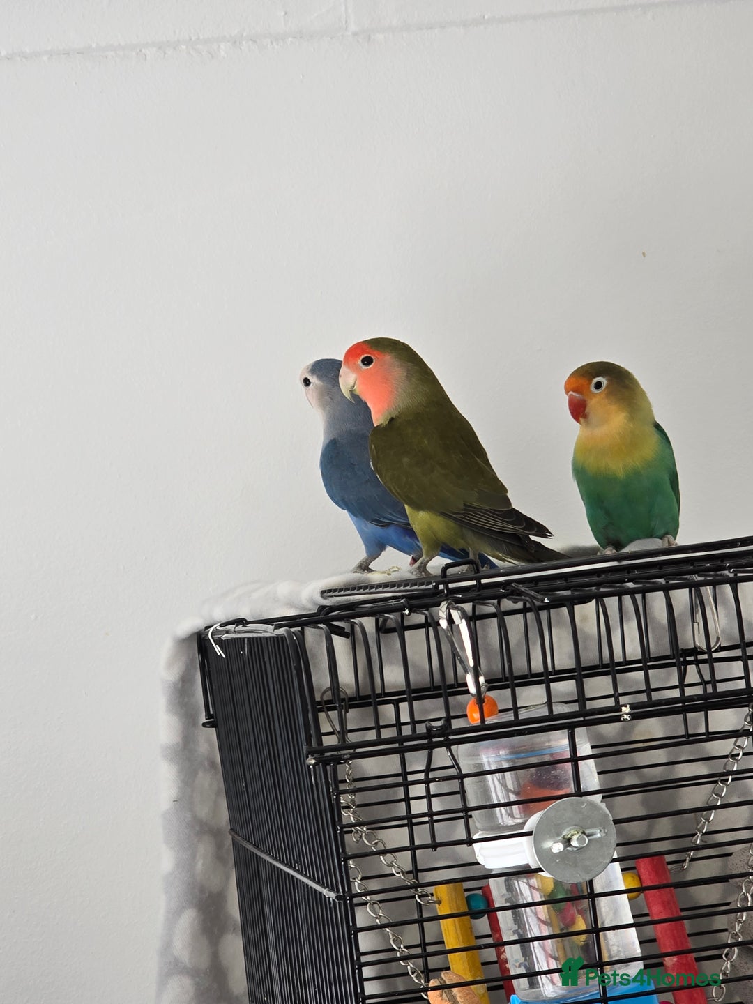 Lovebirds birds for sale: For sale - Image 1