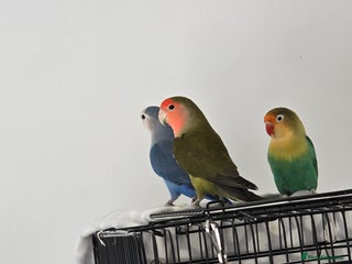 Lovebirds birds - Advert 4