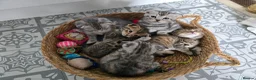 Bengal cats for sale: Beautiful Snow Bengal X Scottish Fold Kittens - Advert 4