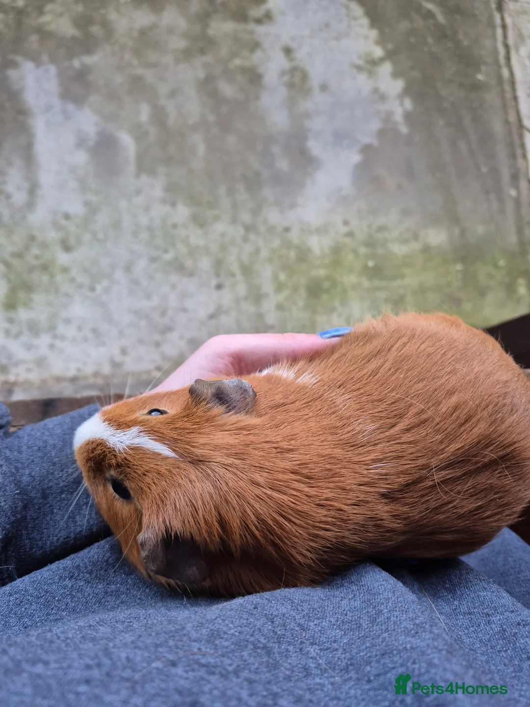 Guinea Pig rodents for sale: Boars for sale can deliver locally x - Advert 1