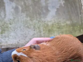 Guinea Pig rodents Boars for sale can deliver locally x - Advert 11