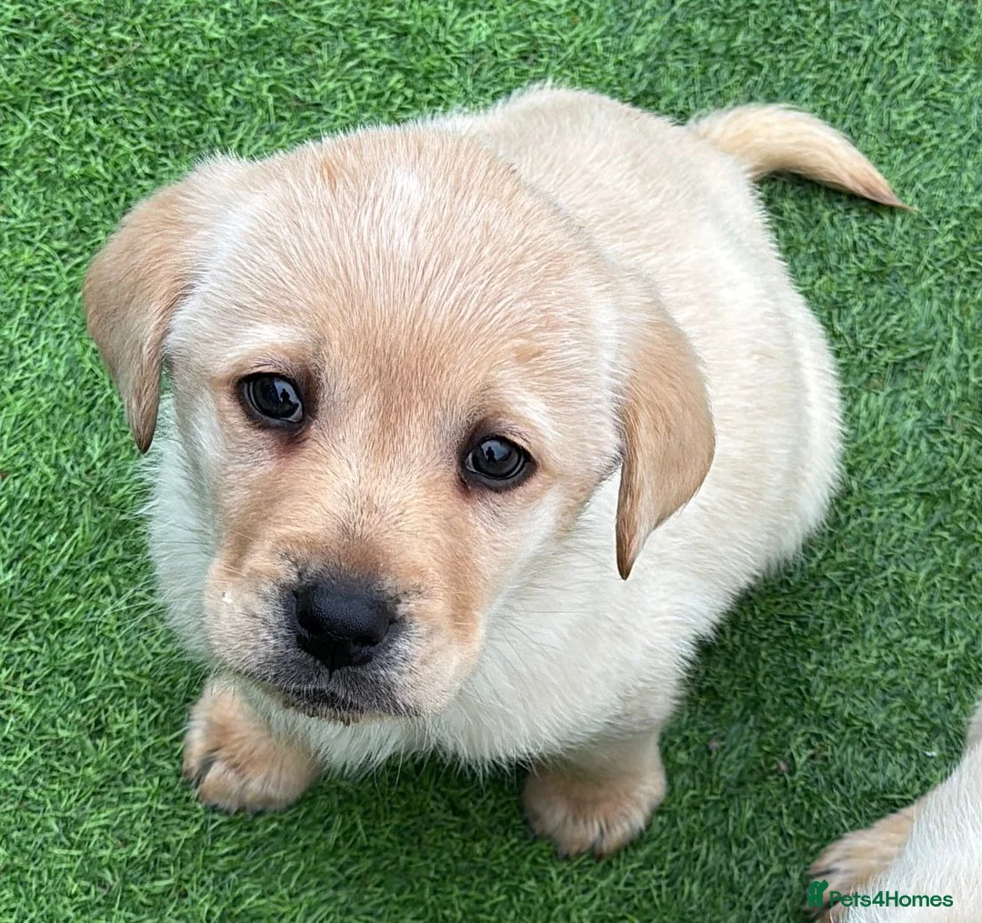 Labrador Retriever dogs for sale: Golden Chunky Labrador Puppies in Horsham - Advert 3