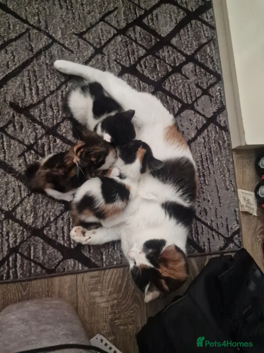 Mixed Breed cats for sale: 3 beautiful kittens for sale - Advert 2