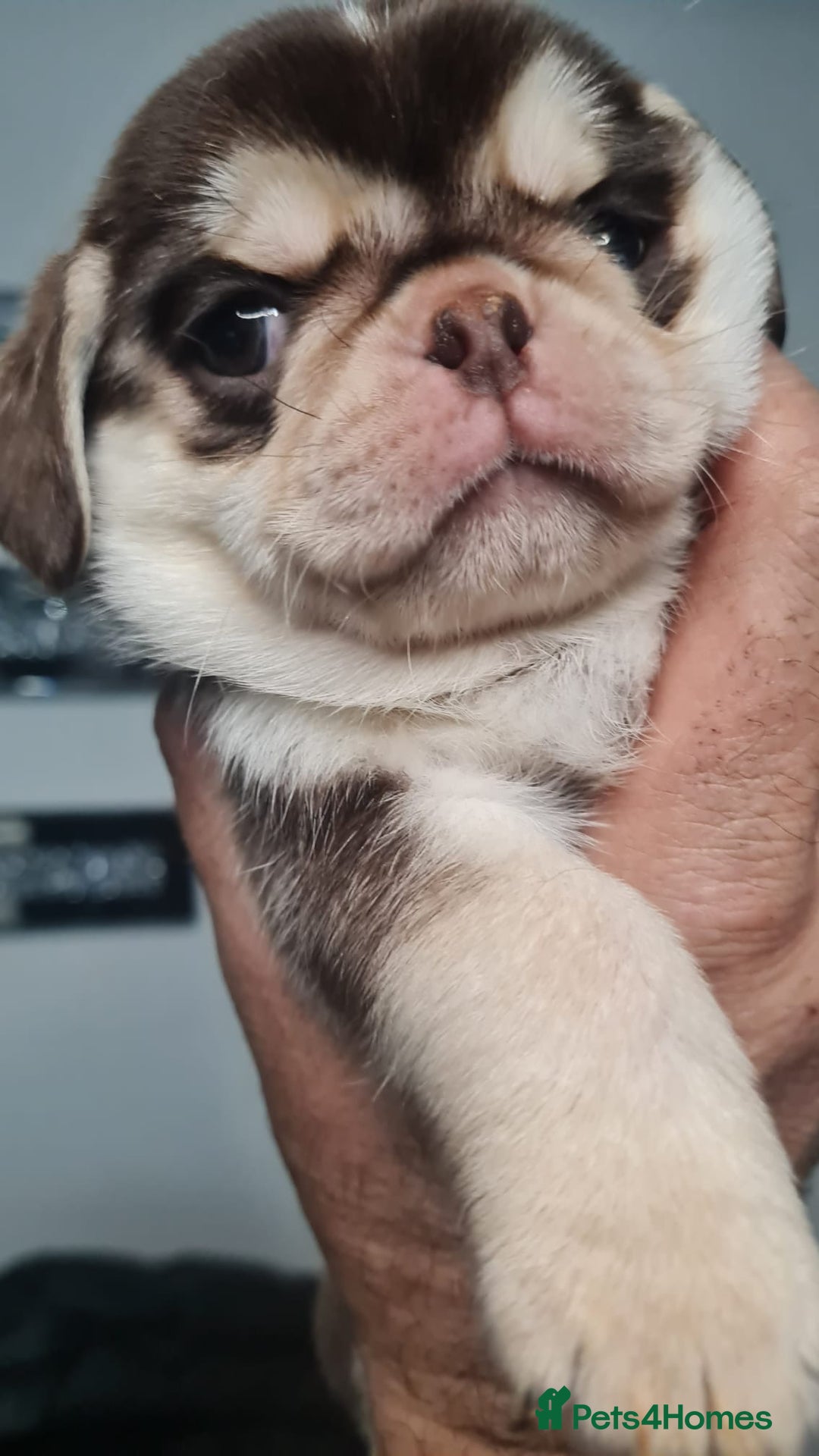 Pug dogs for sale: Pug 1 boy kc  - Advert 26