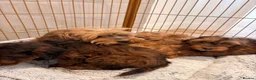 Cockapoo dogs for sale: LICENSED BREEDER HEALTH TESTED COCKAPOOS - Advert 14