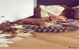 English Springer Spaniel dogs for sale: Working cocker Spaniel  - Image 7