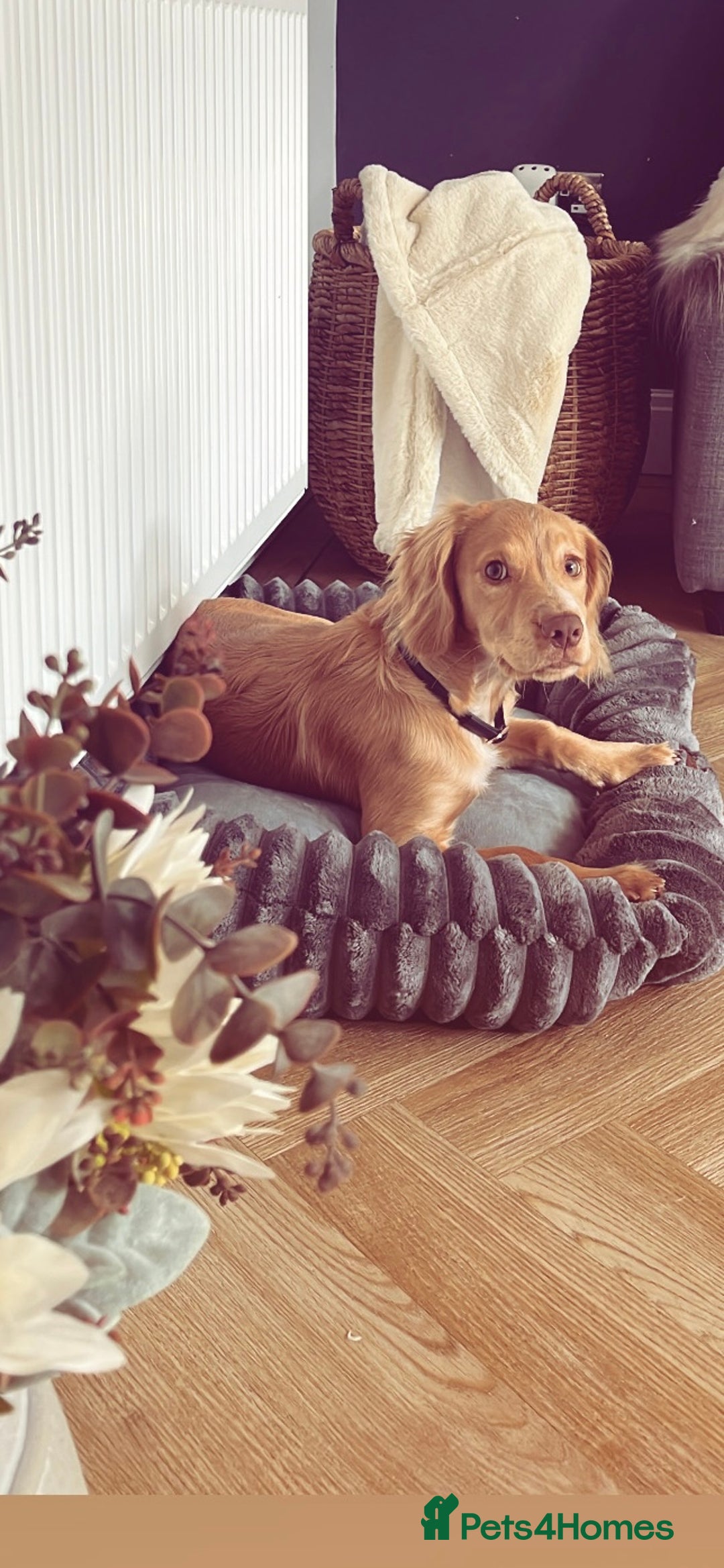 English Springer Spaniel dogs for sale: Working cocker Spaniel  - Image 7