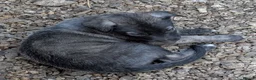Caucasian Shepherd Dog dogs for sale: Caucasian/Wolfhound  - Advert 14