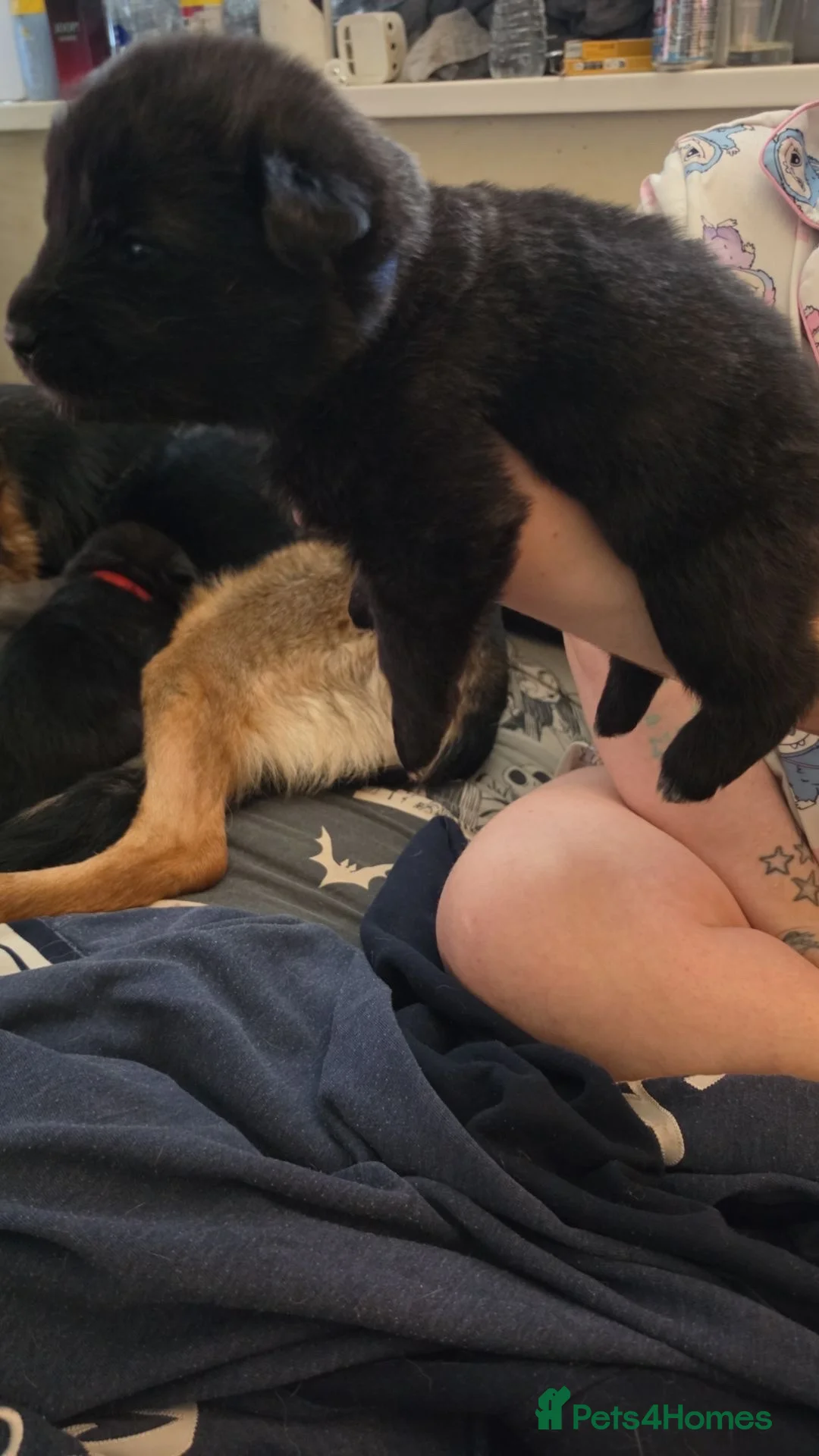 Mixed Breed dogs for sale: Beautiful Shepkita’s for sale😍 - Advert 2