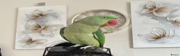 Parrots birds for sale: Female Alexandrine parrot aged 4  in Sunderland - Advert 3