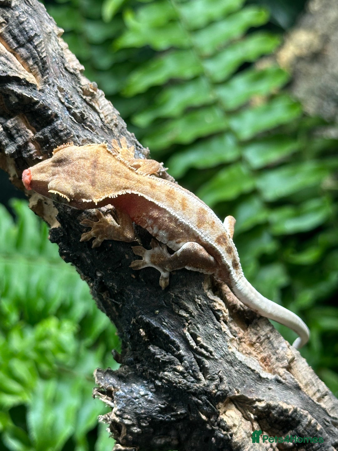 Gecko reptiles for sale: Baby Lilly White Crested Geckos - Image 8