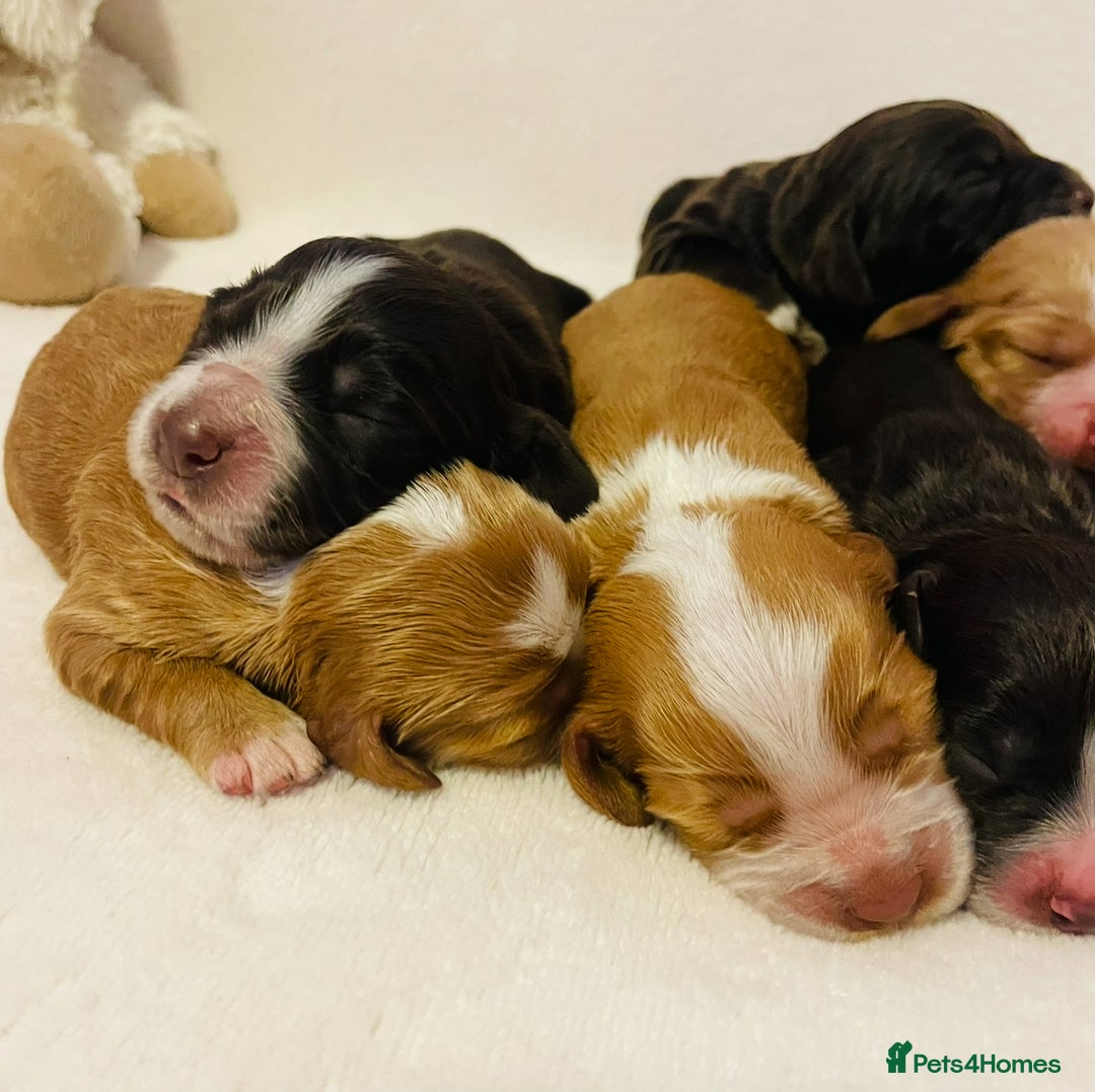 Cocker Spaniel dogs for sale: ❤️ Beautiful cocker spaniel puppies for sale ❤️ - Image 8