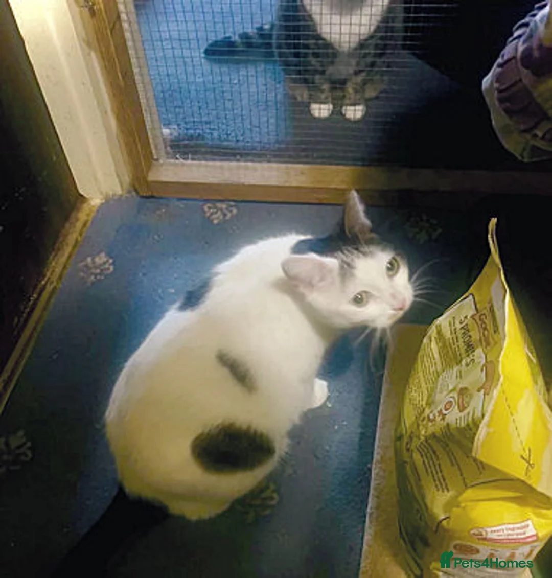 Mixed Breed cats for adoption: BELLA - Advert 2