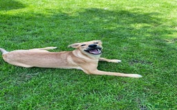 Mixed Breed dogs for adoption: 💖🐶 BAMBY 🐶💖 - Image 4