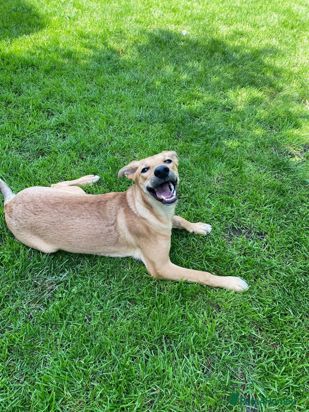 Mixed Breed dogs for adoption: 💖🐶 BAMBY 🐶💖 - Image 4