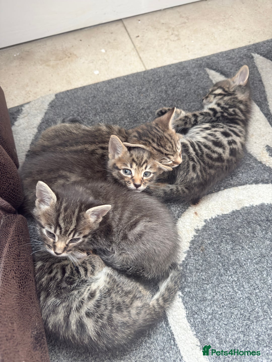 Bengal cats for sale: Cute bengal kittens for sale  - Image 4