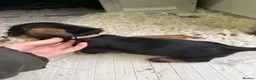 Dachshund dogs for sale: Wired Hair Dachshund Teckle Puppies - Advert 13